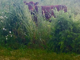 beef cow beef cow behind long grass