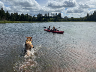 kayakers with dog dog running in water towards kayakers