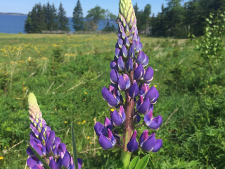 lupin lupin